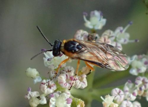 Réf. 266 267 : Athalia cordata